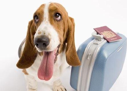 狗狗可以坐飞机吗?宠物托运最详细攻略_大浙网_腾讯网