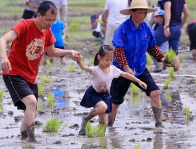 杭州西溪湿地边上有稻田 300多位家长下田劳作
