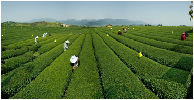 “品茗千年 中国好茶”首届中国国际茶博会即将开幕