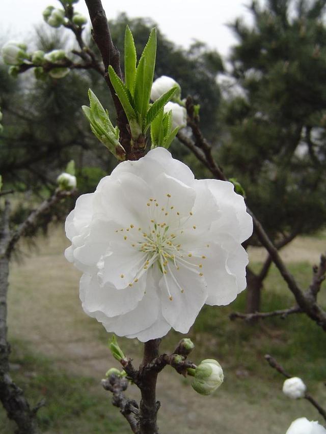 植物园百花争妍 等你来探春