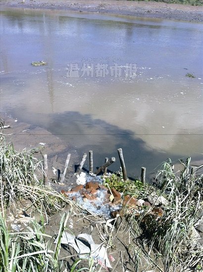 温州龙港企业污水直排鳌江 巡查未发现排放口