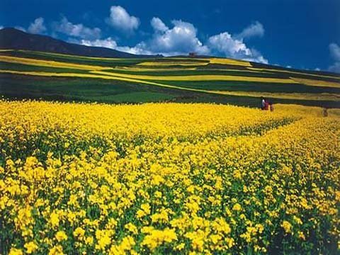 中国青海门源 赏花时间:每年7月 到了7月前后,南方的油菜早已扬花结籽