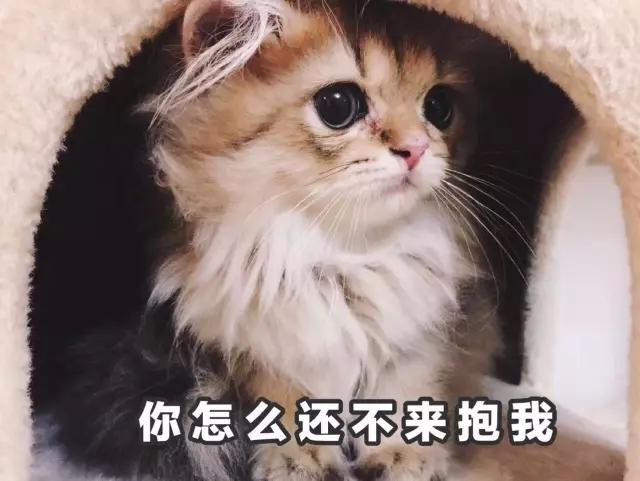 蓝猫、加菲到底都是什么猫?教你认清这6个品