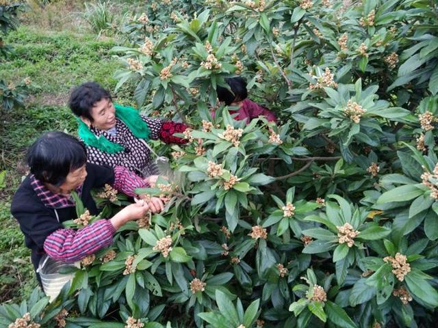 舟山这种花“贵如黄金” 每公斤售价达6万元
