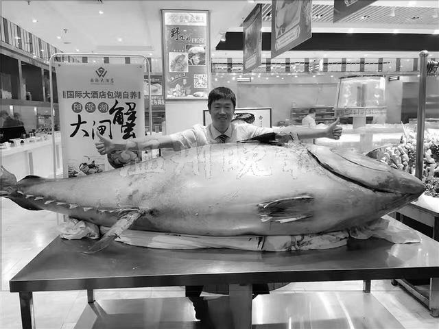 温州现“巨型”蓝鳍金枪鱼 最贵的鱼肉3800元一两
