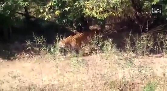 印度一老虎闯入婚礼现场 全场宾客落荒而逃