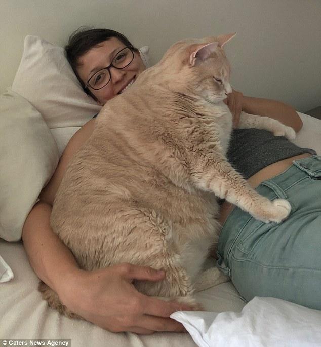 巨肥30斤大橘猫胖成猪被逼减肥成网红