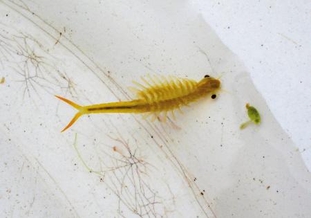 宁波发现远古生物仙女虾:上身像鱼下身像虾