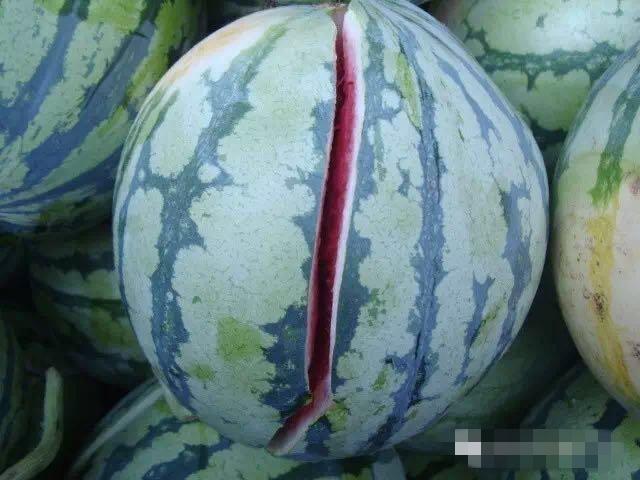 西瓜是几月份没有的 135922551.jpg