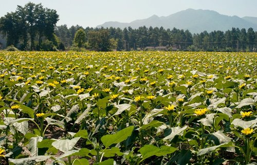 违建变花海 安吉520为乡村旅游注入新活力