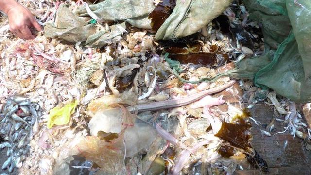 浙江部署最严护鱼措施 12天缴5500张“绝户网”