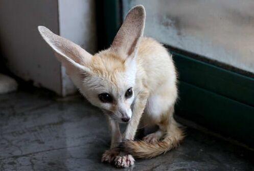 杭州来了6只迷死人的小狐狸精