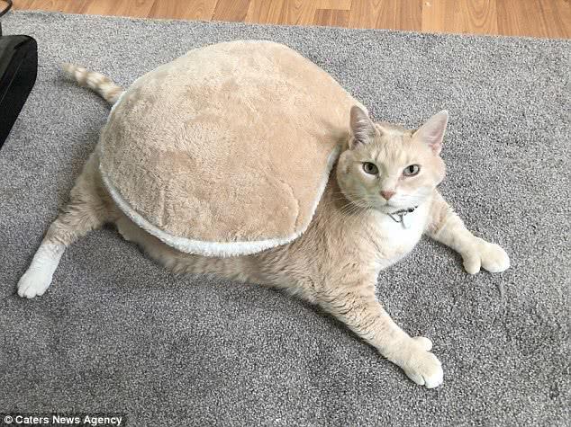 巨肥!30斤大橘猫胖成猪 被逼减肥成网红