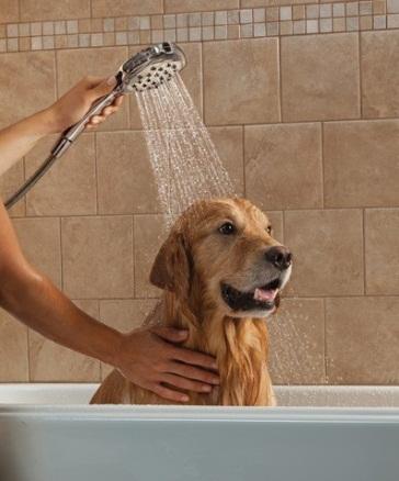 夏天给宠物狗洗澡注意事项