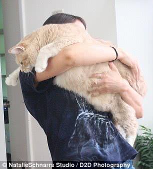 巨肥!30斤大橘猫胖成猪 被逼减肥成网红