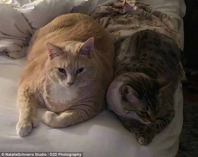 巨肥!30斤大橘猫胖成猪 被逼减肥成网红