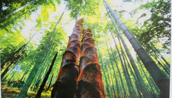 村规能管外人吗?安吉游客挖笋被罚惹争议_大浙网_腾讯网