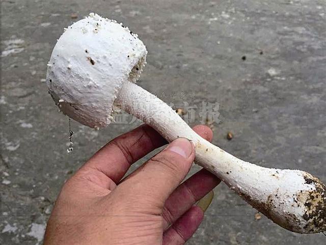 温州一家六口被毒蘑菇放到续:病情恶化 凶手查