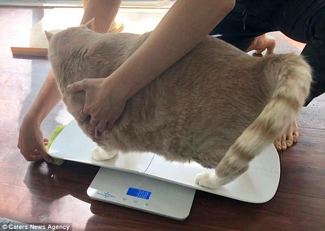 巨肥!30斤大橘猫胖成猪 被逼减肥成网红