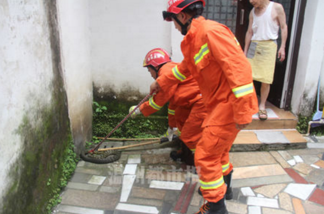温州一民宅误闯入近2米长草花蛇 住户受惊讶