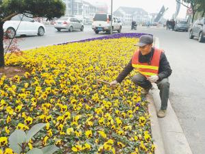 绍兴街头景观花卉屡遭贼手 园林部门却苦无对策