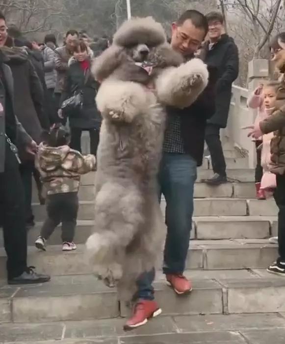 主人带100斤的巨贵去爬山 上山容易下山难