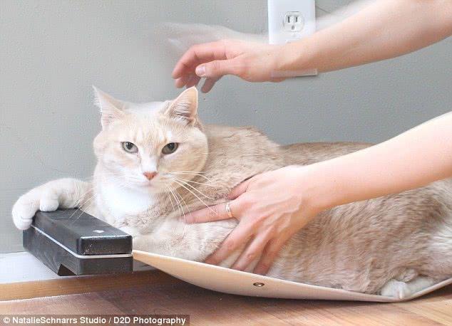 巨肥!30斤大橘猫胖成猪 被逼减肥成网红