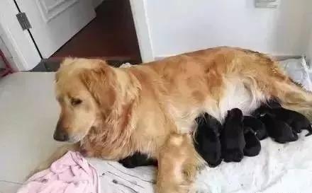 金毛妈妈生了窝小奶狗 期待许久的主人一看傻眼了