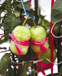 猪八戒爱吃的人参果真的有 浦江人两年培育成