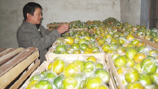 衢州椪柑丰收橘农等卖高价 价格合适就应卖