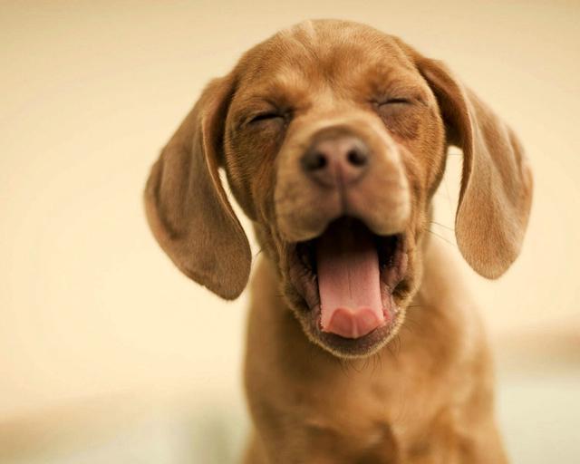 狗狗脾气不好？教你正确训练