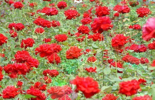 保加利亚玫瑰园