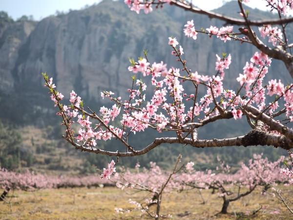 500亩桃花盛开成风景线 游客浙江天台寻乡愁