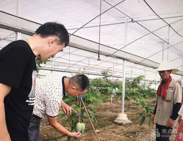 火龙果木瓜释迦果 热带水果也能在嘉兴安家