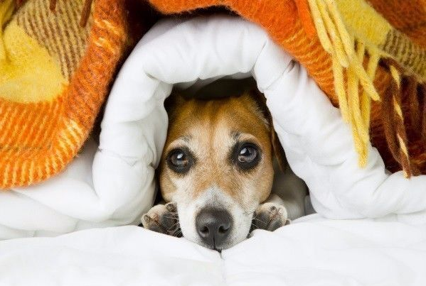 狗狗也有怕冷体质?快摸摸你家狗的肉垫