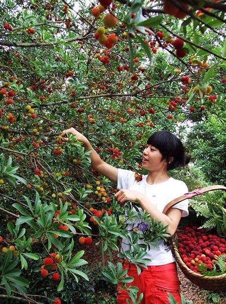 端午节采摘游 浙江杨梅采摘地一览