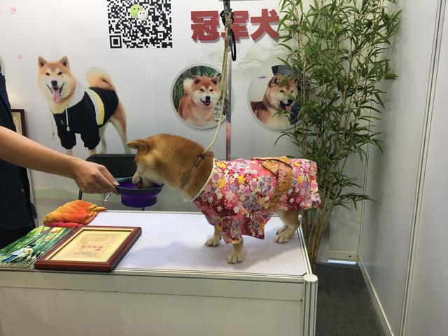 浙江的铲屎官们请注意 2018年浙江国际宠物产业展已落户杭城