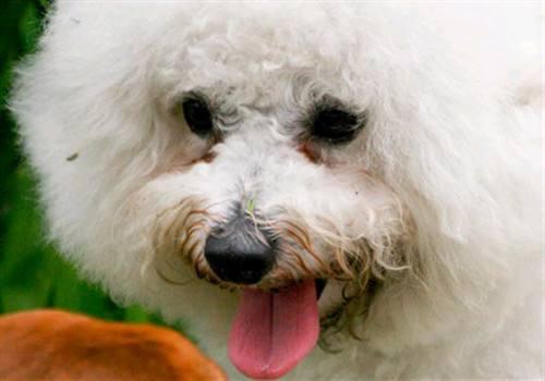 狗狗泪痕严重 主人需要注意5个方面_大浙网_腾讯网