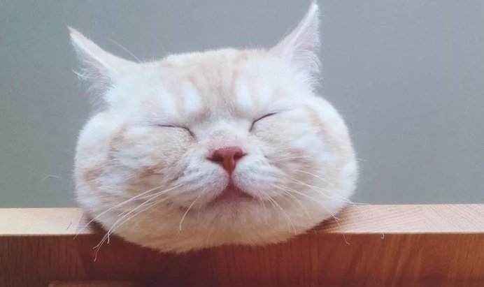 一只常犯困的橘猫 每一个表情都能做表情包