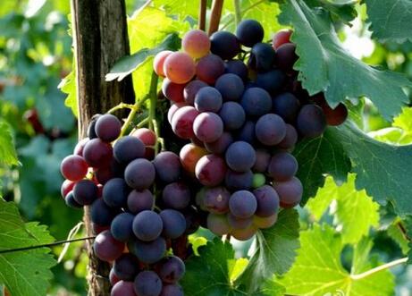 吃葡萄不吐葡萄皮 这几种水果皮营养价值高