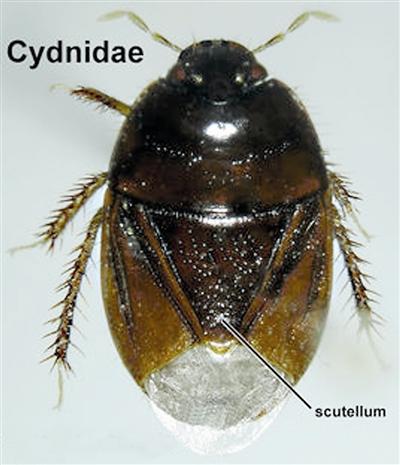 这种小黑虫学名叫土蝽