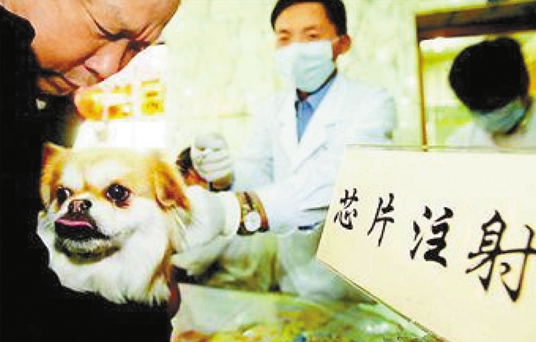 街头调查:给宠物体内植入芯片你能接受吗?_大浙网_腾讯网