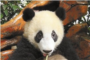 熊猫蜀云将回川相亲 姐弟俩来杭州动物园接班