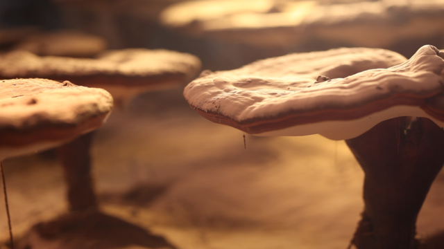 探寿仙谷灵芝基地 看灵芝孢子粉喷粉瞬间_大浙网_腾讯网