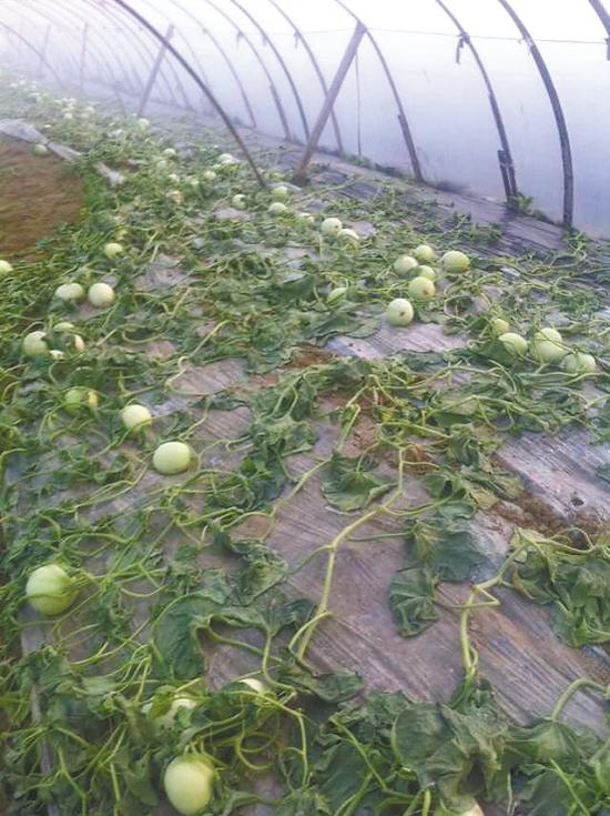 2000斤香瓜一夜间被连根拔出 七旬瓜农本可还