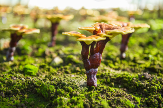 超震撼!你没见过的灵芝孢子粉喷粉瞬间_大浙网_腾讯网