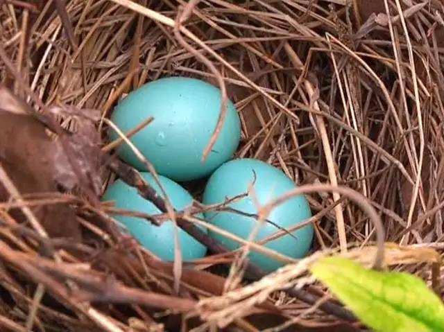 长兴一市民在茶山上发现3只蓝色鸟蛋 简直美翻