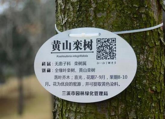 金华兰溪园林局给植物身份证 树上挂上了二维