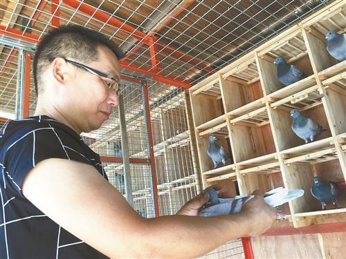 台州有群养鸽人 信鸽从安徽飞台州最快8个多小时