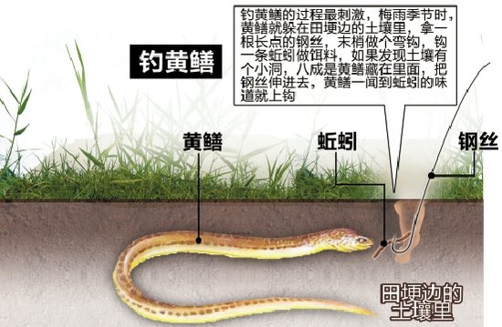 水塘里还能钓到1斤多重的甲鱼